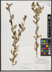 Foto von Salix triandra subsp. amygdalina (L.) Schübl. & G. Martens